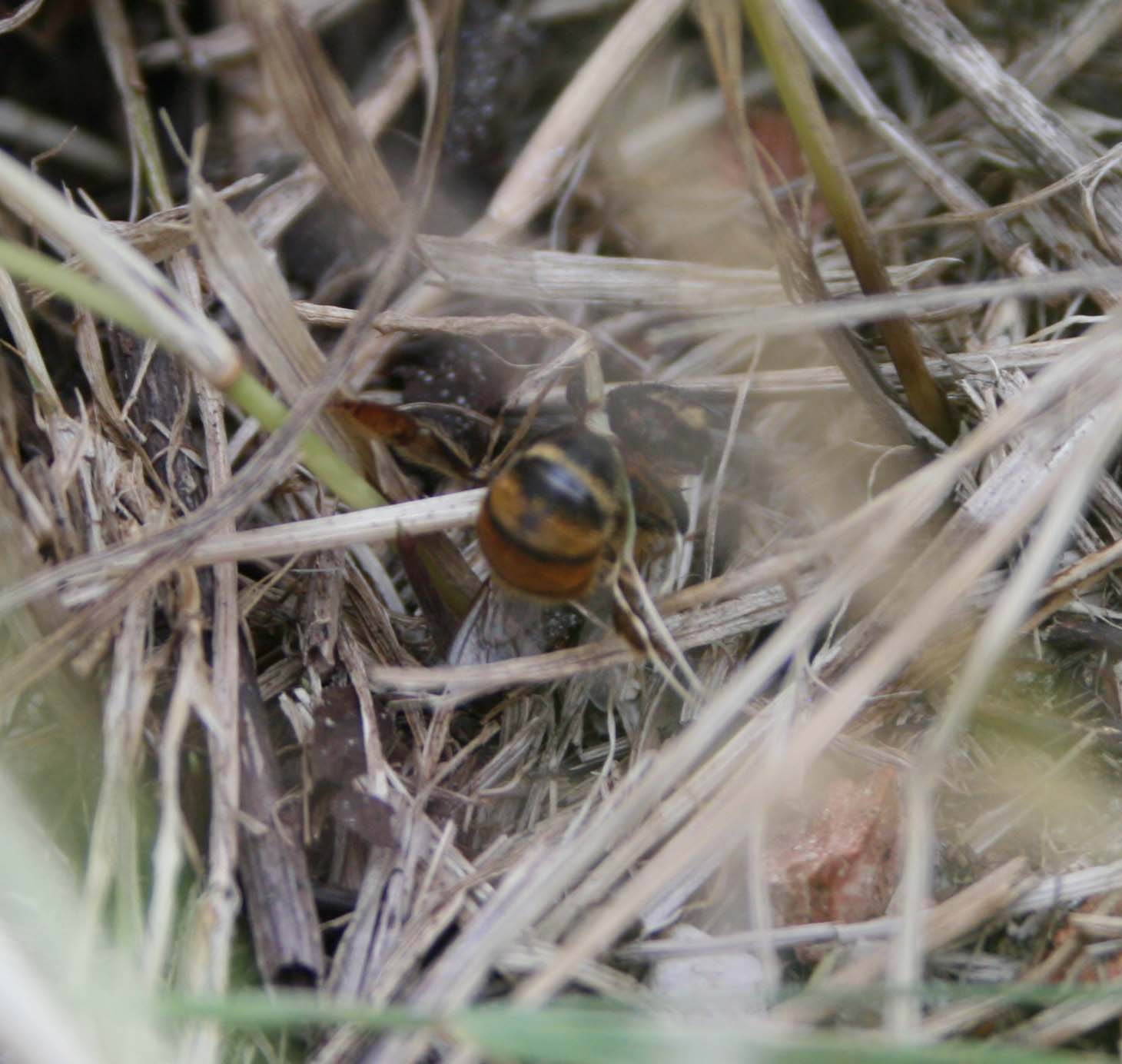 wasps-attacking-bees 164a.jpg